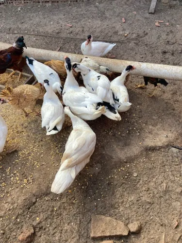 Vende-se Patos 