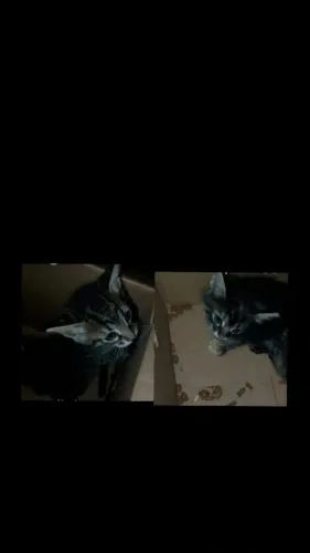 GATINHOS FILHOTES ADOÇÃO