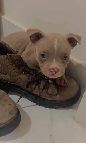 Filhote American Bully