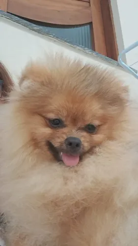 Lulu da Pomerânia - Macho - Laranja Sable, com pedigree. Lindissímo!