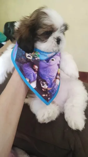 Filhote shih tzu, Seu cãopanheiro ideal está esperando!