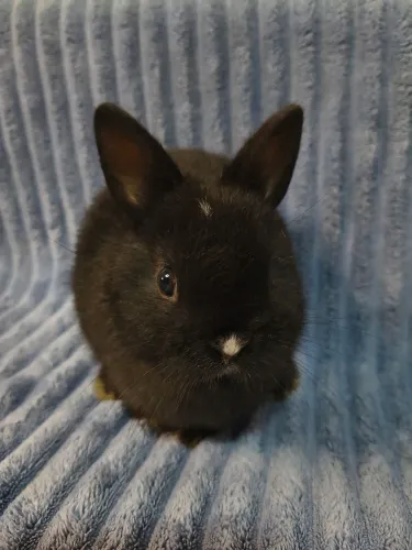 Mini coelho