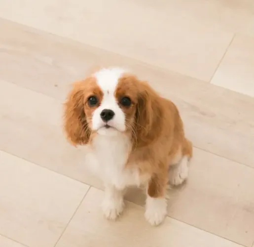 Cavalier King Filhote com Segurança e Garantia