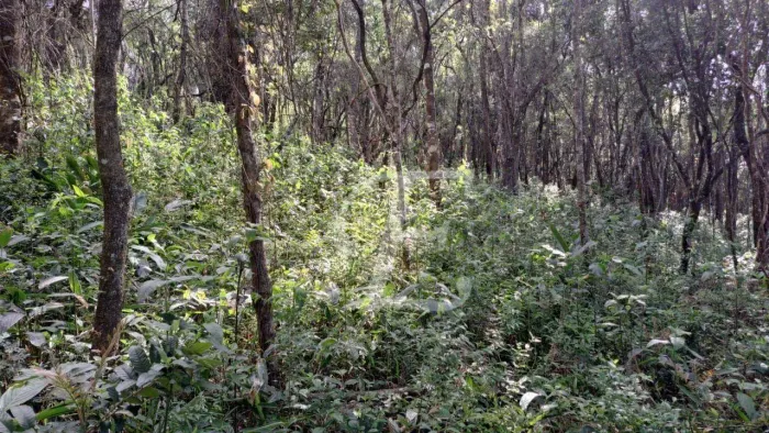 Terreno à venda, 1000 m² Serra da Cantareira - Mairiporã/SP