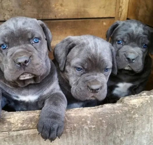 Cane Corso Seu Coração vai Entender