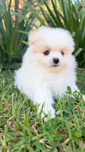 Macho de Lulu da Pomerania Spitz muito pequeno