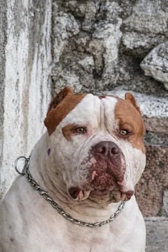 Vendo Pitmonster