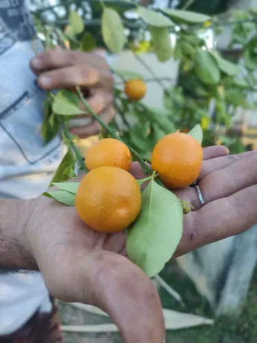 VENDO LARANJA KINKAN JAPONESA