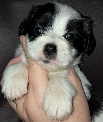 ShihTzu machinho pandinha preto branco