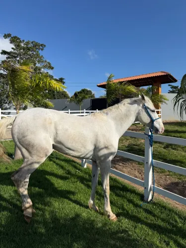 Cavalo quarto de milha