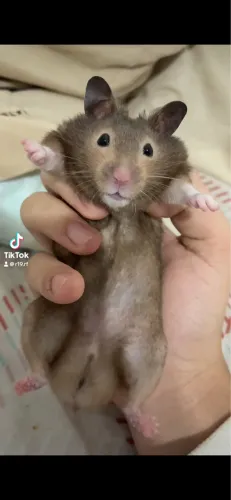 Hamster sírio 