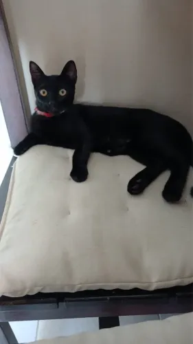Estou doando gata filhote