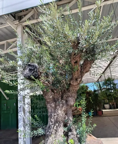 Oliveira centenária 150 anos