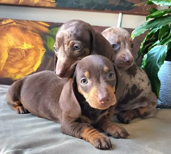 Dachshund - Macho e Fêmea Disponíveis. O Mofadinho.