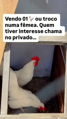 Vendo galinho