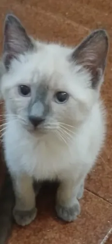 Lindo filhote de gatinho para adoção - Rio de Janeiro