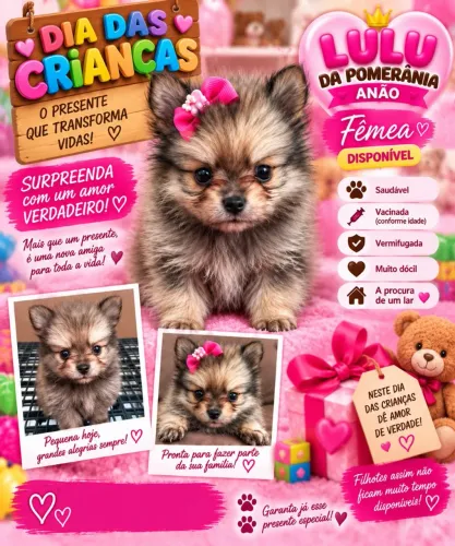 lulu da pomerania anão