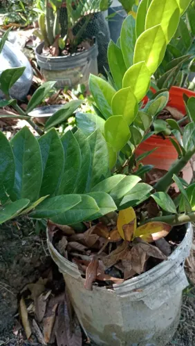 Plantas 