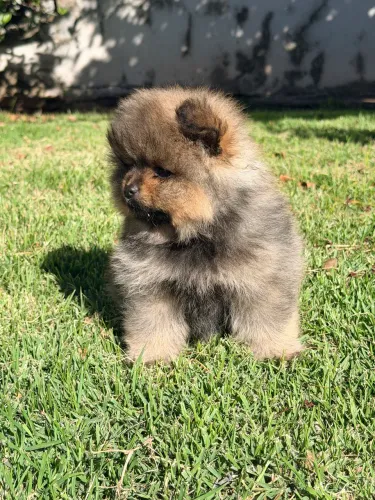 Spitz Alemão