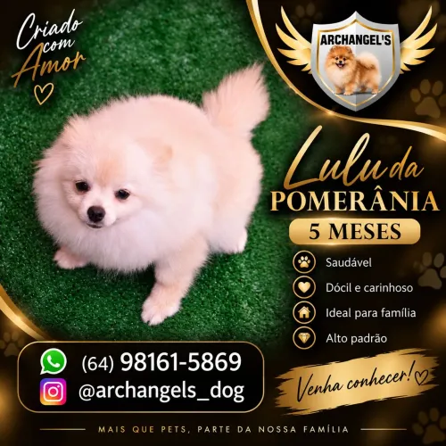Lulu da Pomerânia