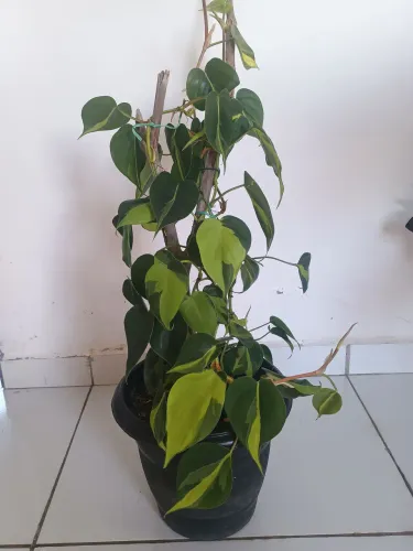 Filodendro brasileirinho