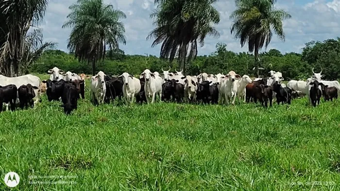 149 alqueires fazenda porteira fechada por R$ 7.5 milhões de reais