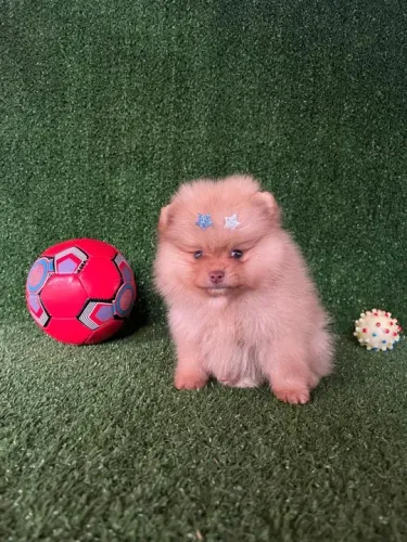 Spitz alemão anão / Lulu da pomerania anão 