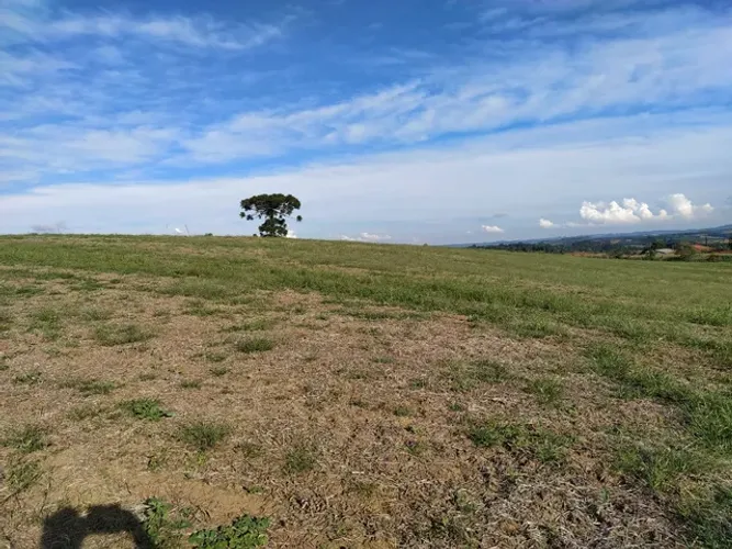 Ária de planta 