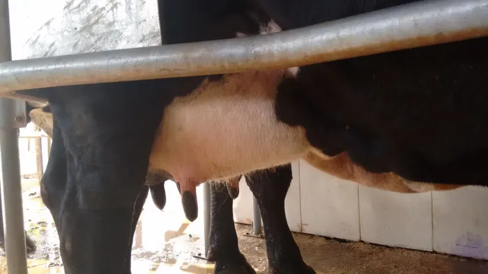 Novilhas amojando e vacas em lactação (parcelo em 12 X)