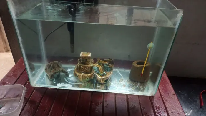 Aquário Decorativo para Peixes - Ideal para Iniciantes!