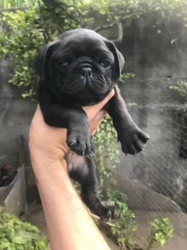 Pug black macho com 83 dias 3 doses da vacina V10- Dani
