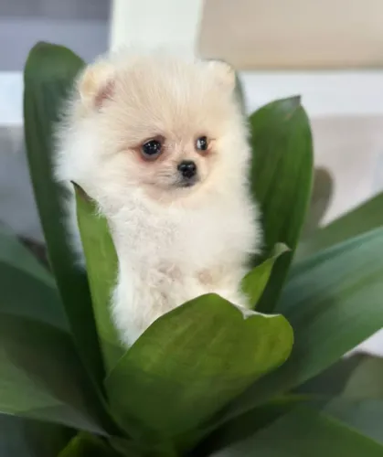 Spitz alemão- A Pequena Princesa da Sua Vida!