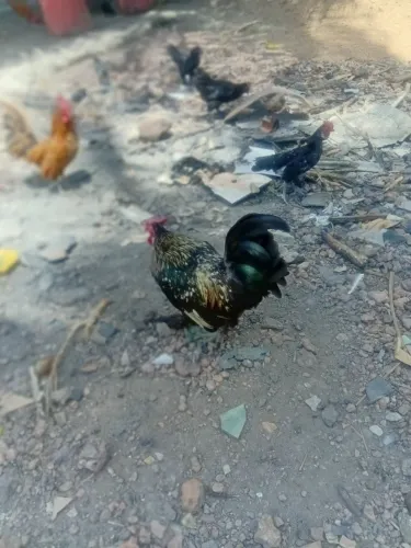 Lindo galo reprodutor só 50 reais 