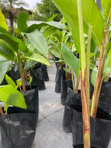 PLANTAS TROPICAIS