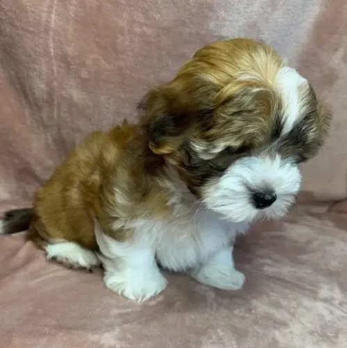 Lhasa Apso Macho Preto e Branco - Filhote de Alta Qualidade e Garantia