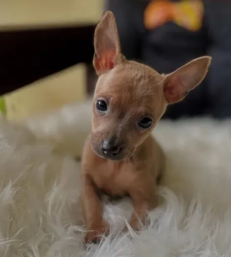 Pinscher -Amoroso e fiel a todos os momentos 