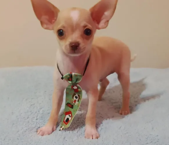  Chihuahua o pequeno amigo que vc sempre quis!
