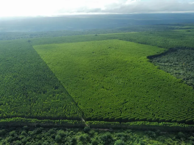Fazenda de Eucalipto MG. 14.742hec. 9.600hec plantado eucalipto 300 milhões.