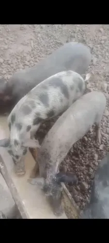 Vendo leitão na região do Pedro