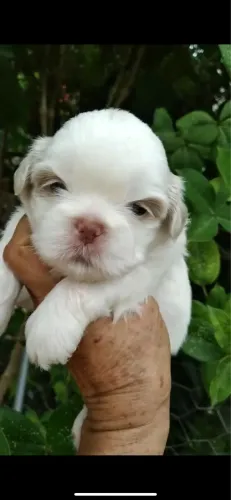 Shih tzu macho alto padrão 