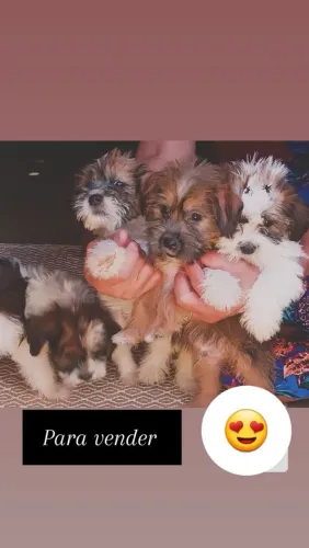 Cachorros