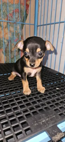 Pinscher fêmea 0