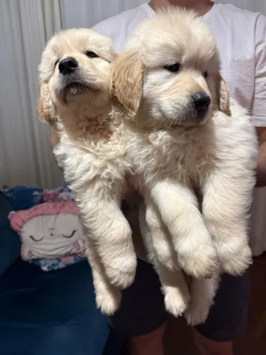 Golden Retriever lindos filhotes pais com pedigree só 2199