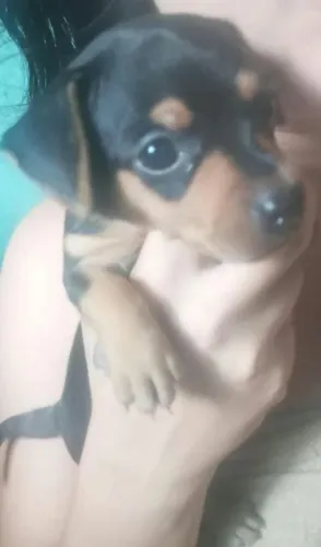 Pinscher n° 1 FEMEA