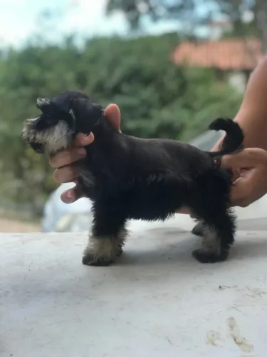 Schnauzer Miniatura 