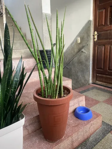 Lança de São Jorge gigante 1,15m ? pronta para decorar