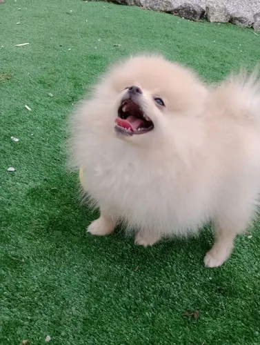 Spitz alemão anão macho com 90 dias. Pedigree, entregamos em 10x no cartão