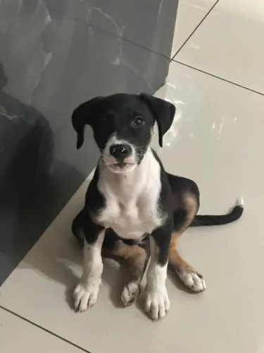 Doação de Cachorro 
