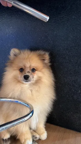 Vendo filhote apitz alemão 3 meses