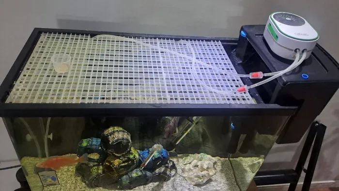 Aquário 68L Cantos Arredondados + Filtro Seachem Tidal 75 + Fauna